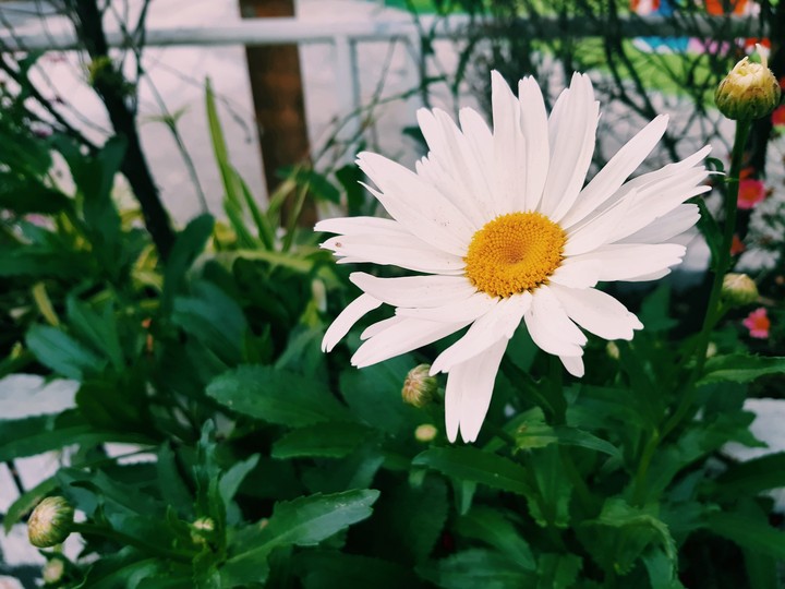 white love
