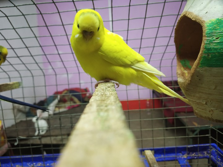 yellow parrot