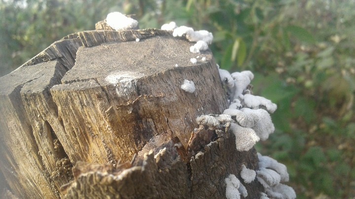 nice fungus