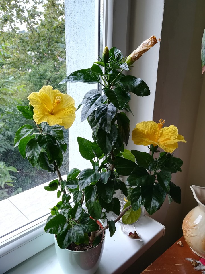 Flower