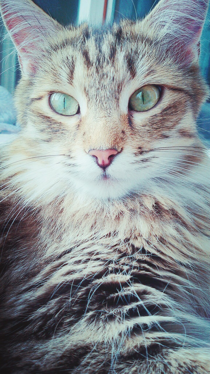 cat