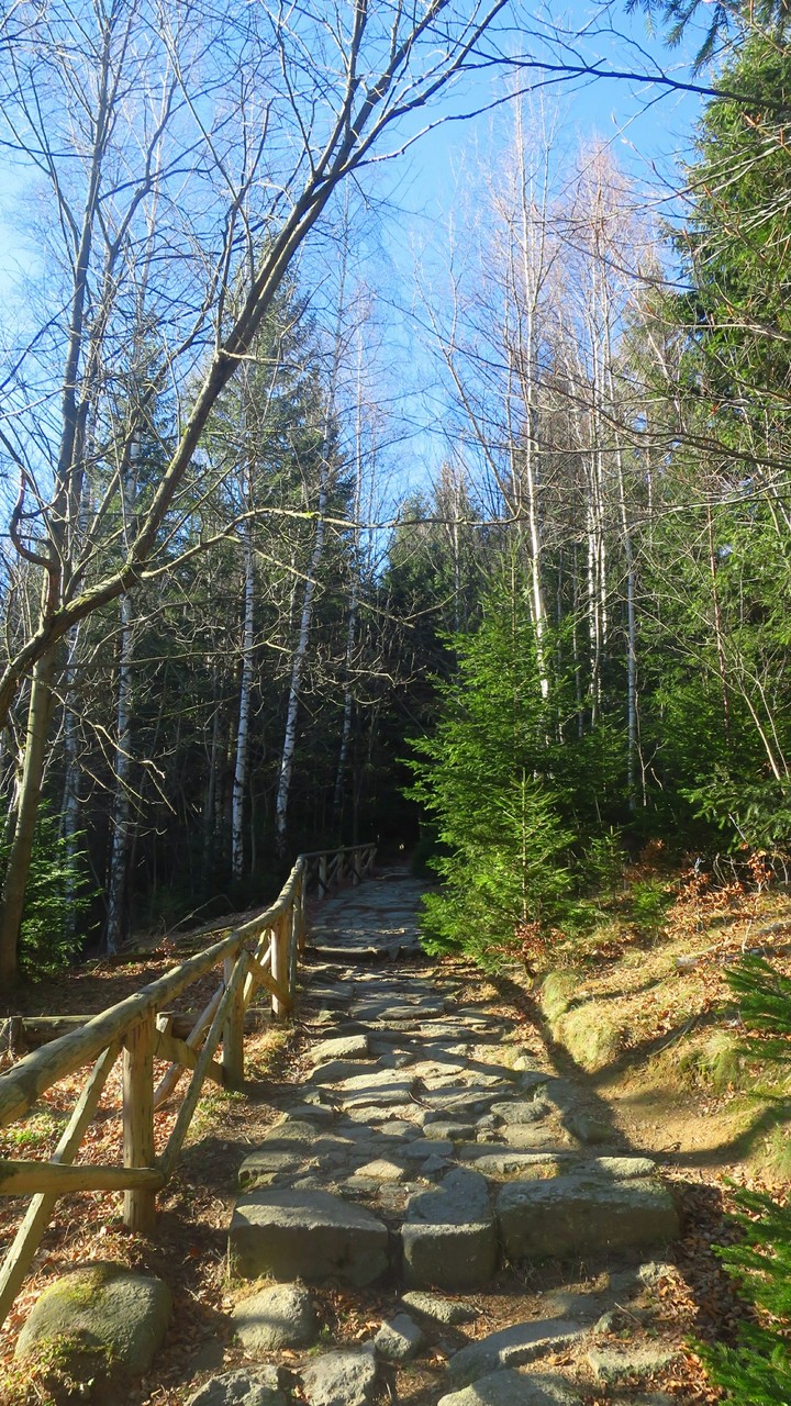 forest