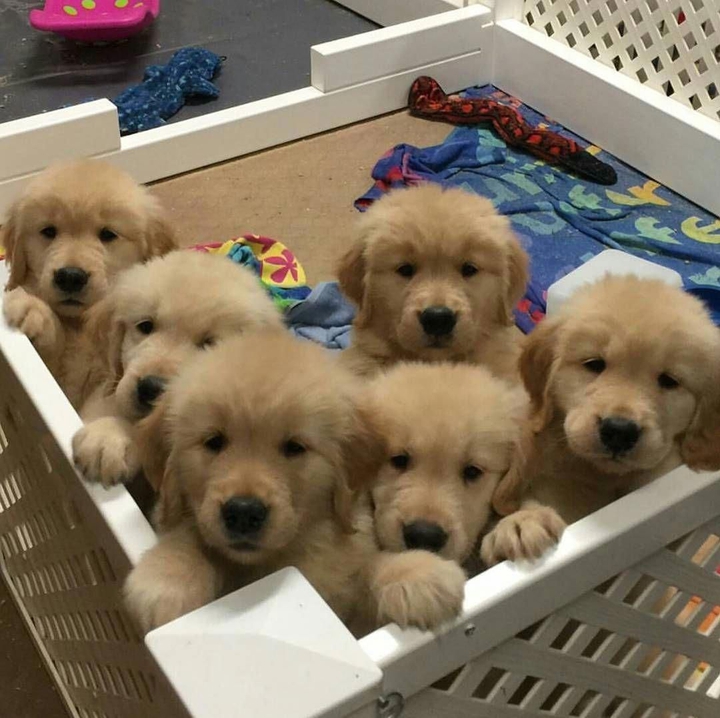 It dogs united.