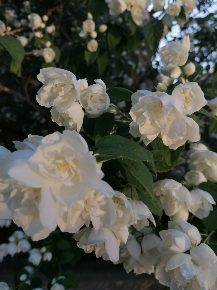 jasmine