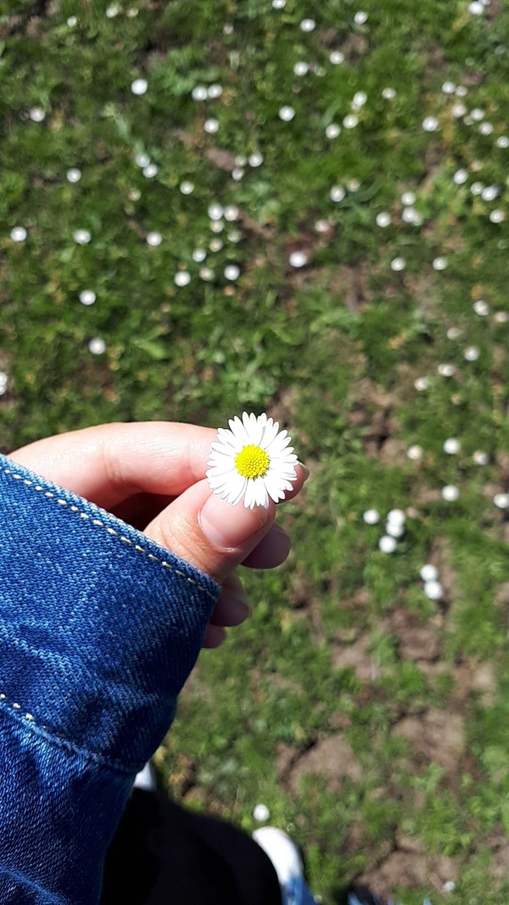 DAISY 