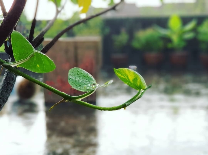 nature
