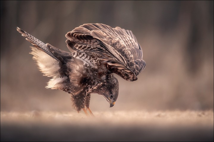 Buzzard
+ Georg Scharf