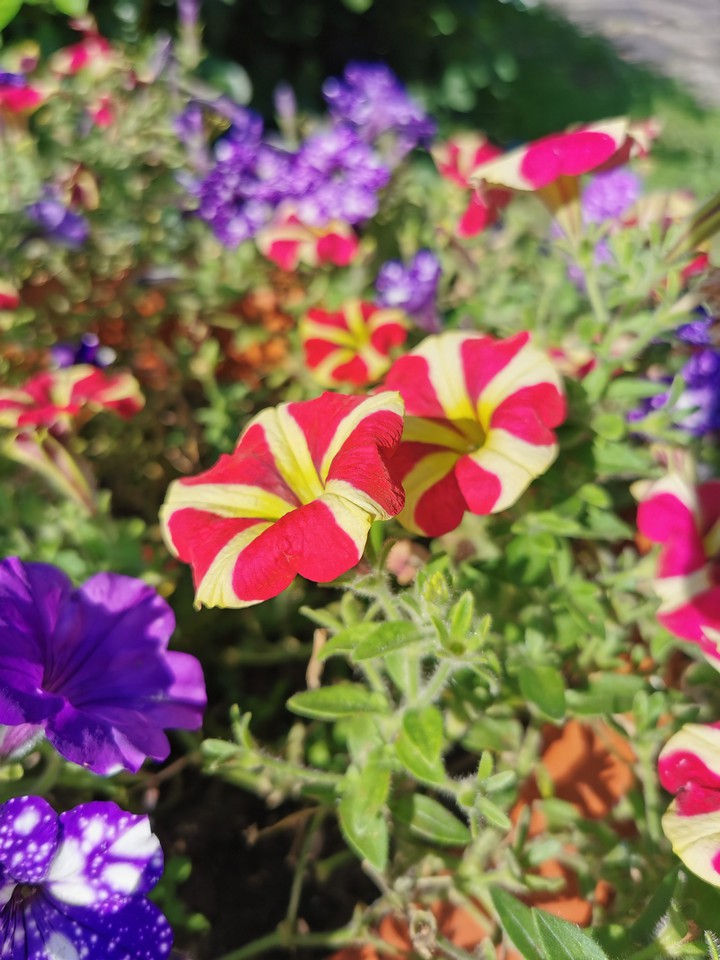 flowers