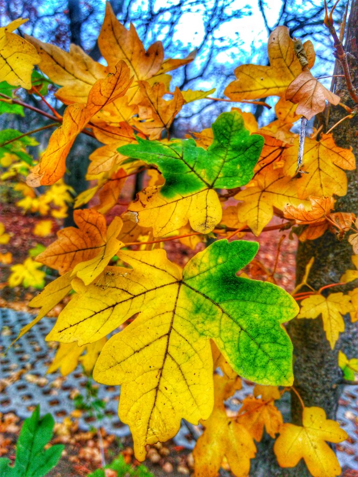 Autumn