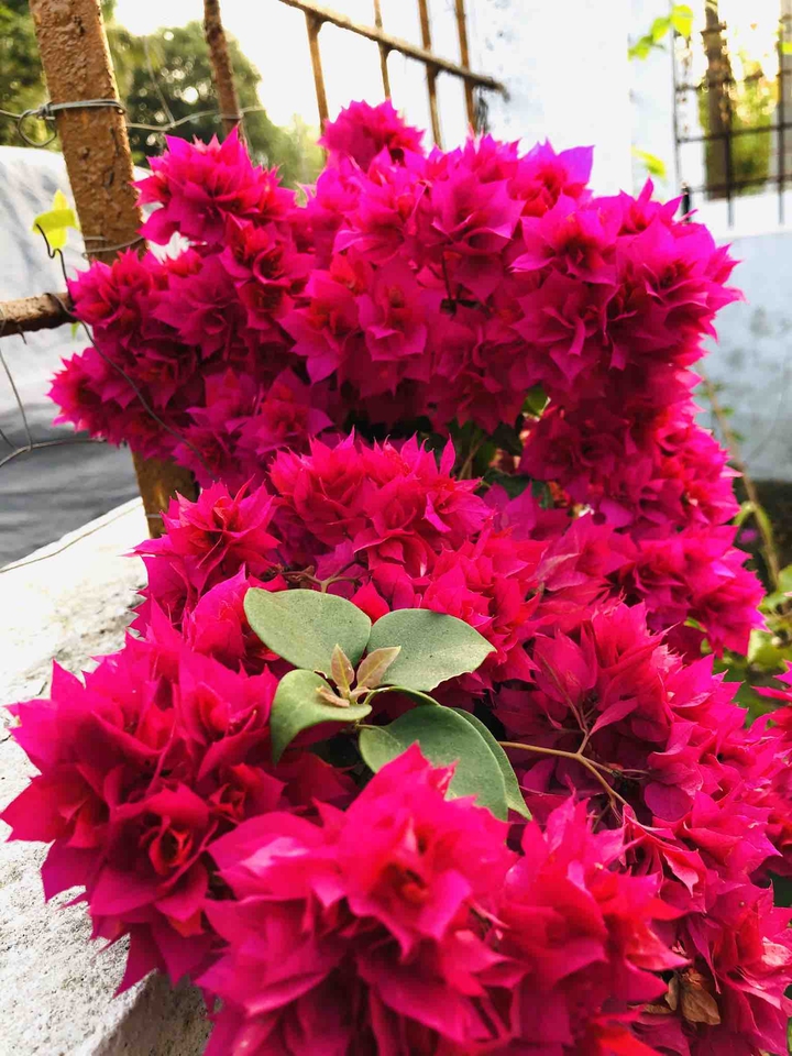 flowers