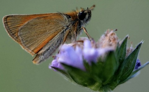 butterfly, lepidoptera háttérképek