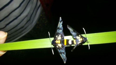 wasp moth