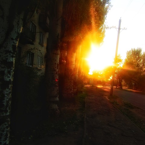 Березы