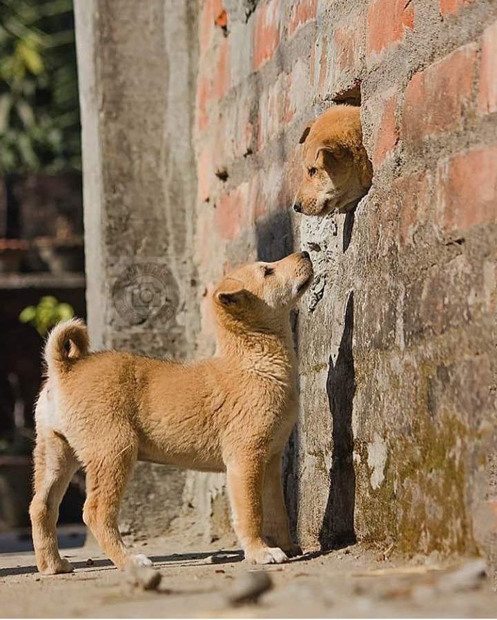 doglove
