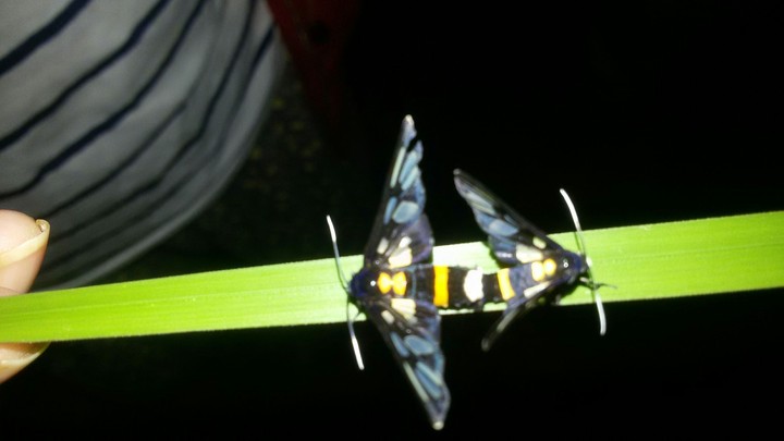 wasp moth