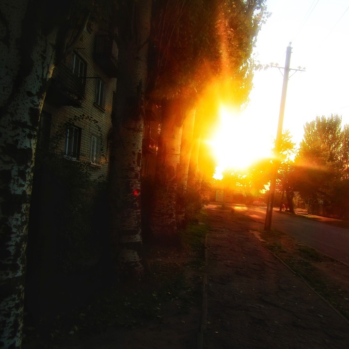 Березы