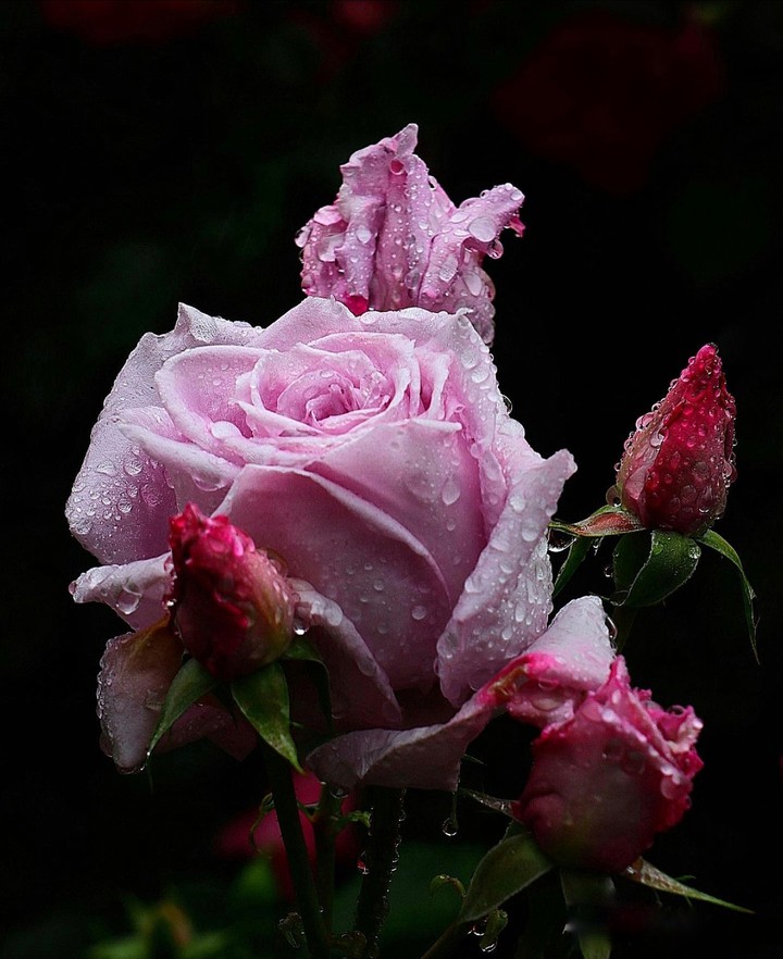 Rose & Drop