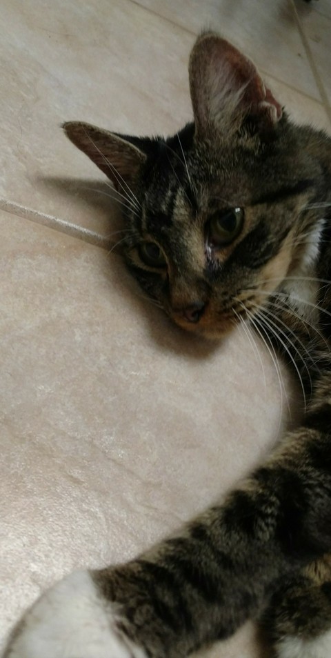 Houdini