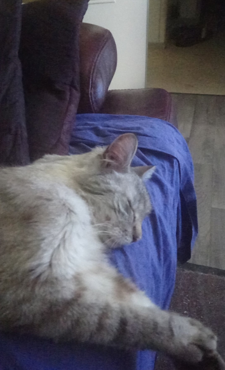 mon chat qui dors oklm