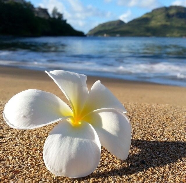 sandy white flower