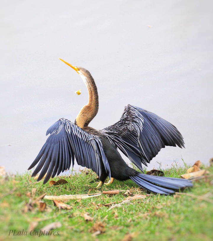 Snake Birds/American Darter - Ranthambore National Park