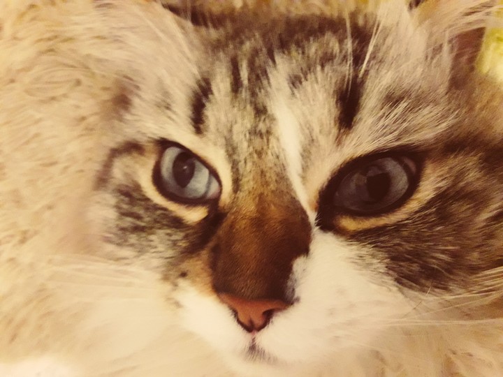 MyCat <3