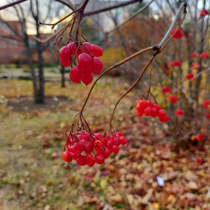 осень