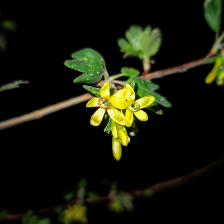 night beauty