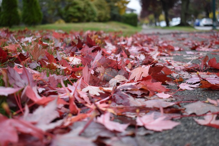 autumn