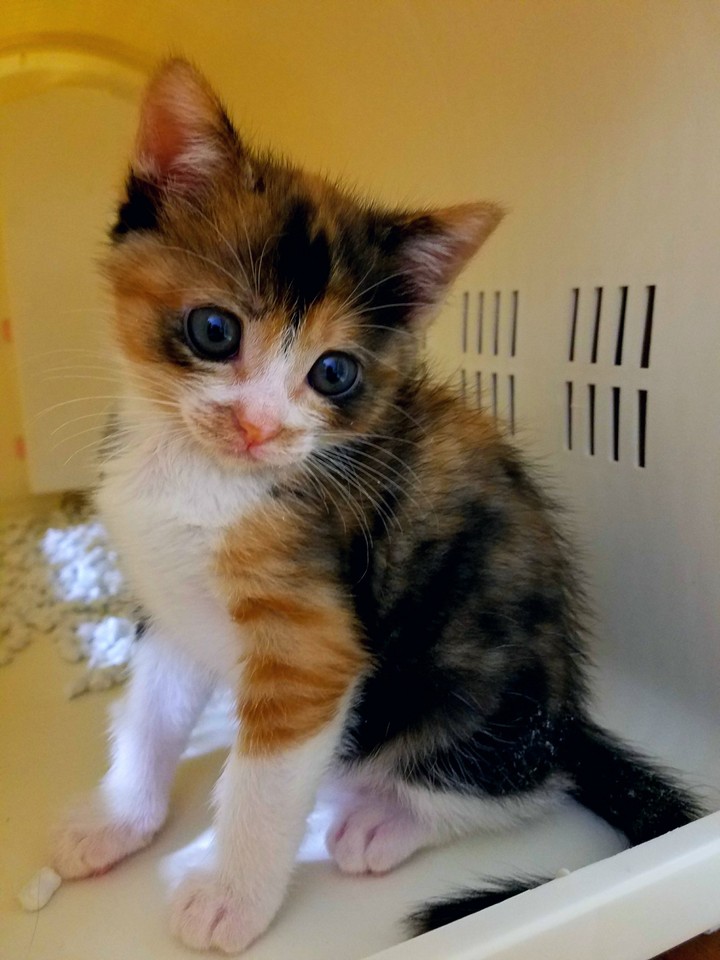 my kitty