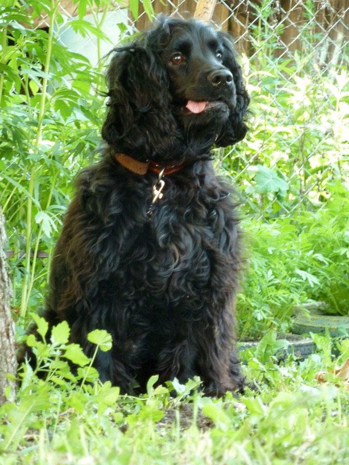 Bim, my pet