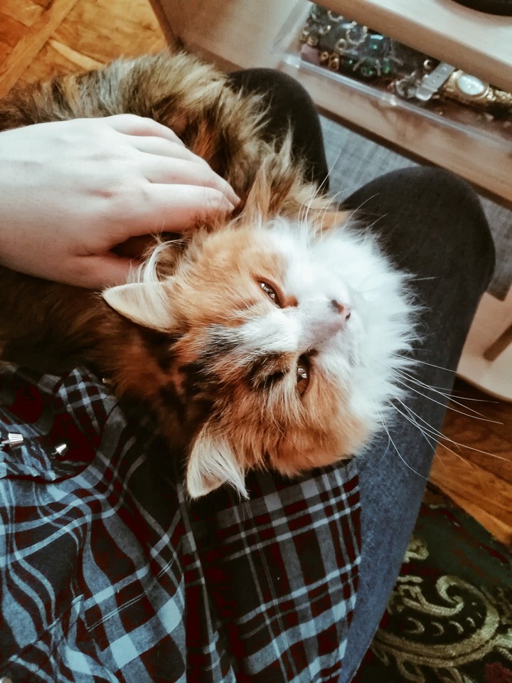 cat