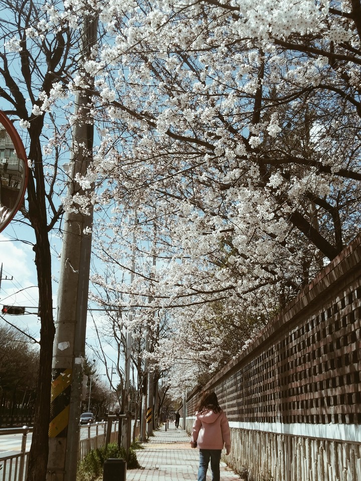 소녀의 벛꽃