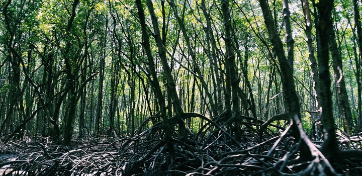 Trees with legs