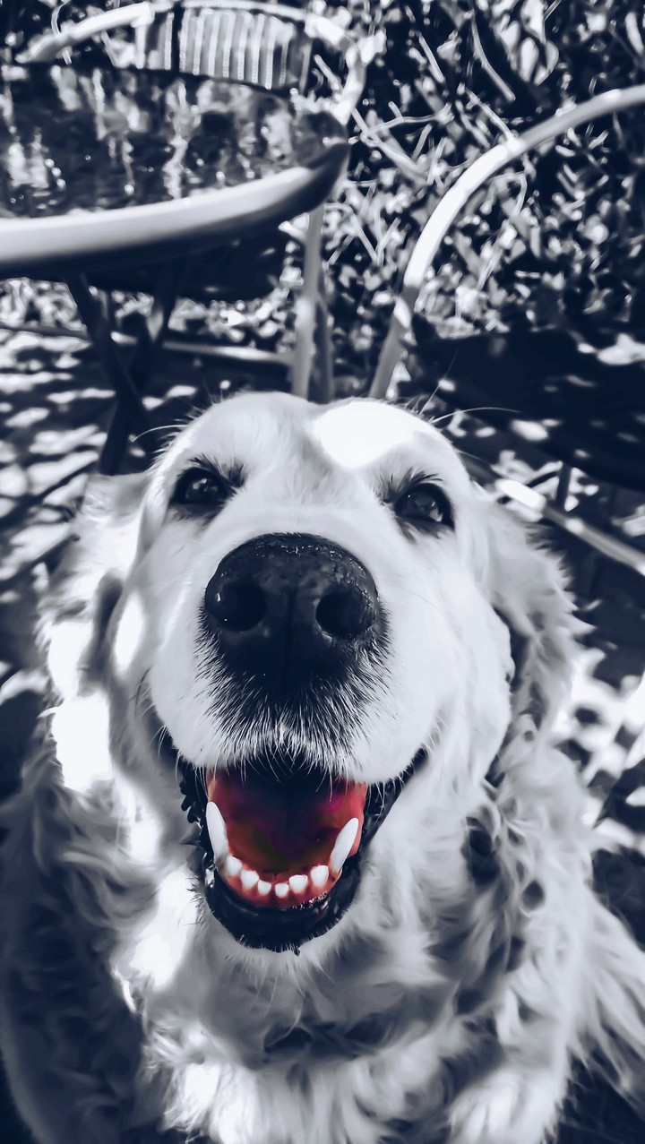 my dogggg