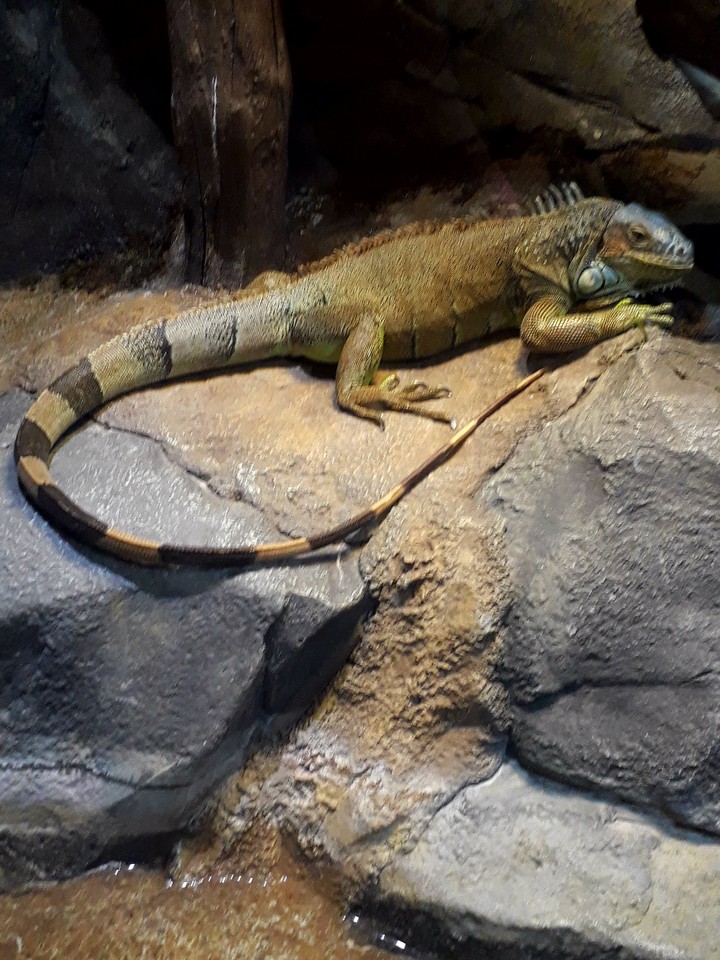 iguana