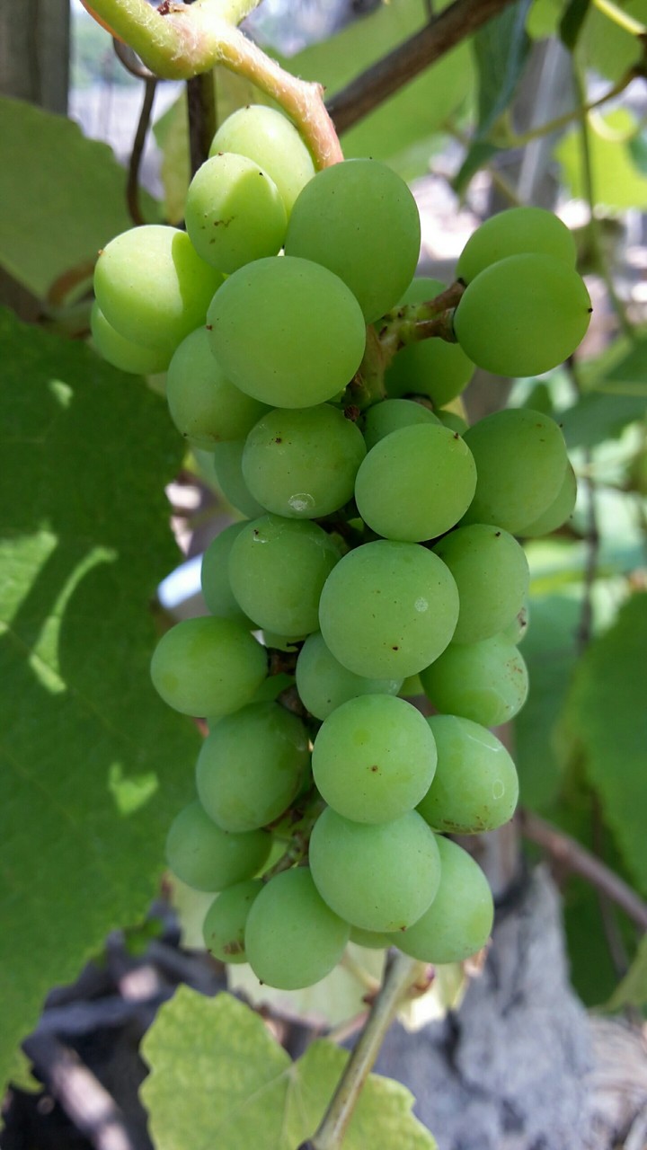 grapes