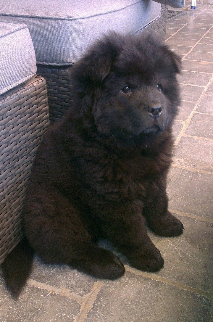 Chow chow pup