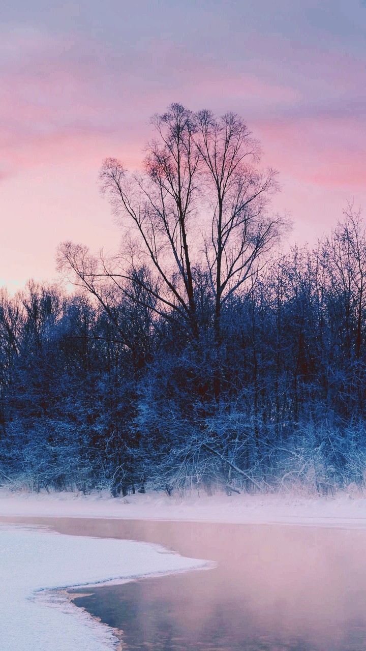 Winter forest