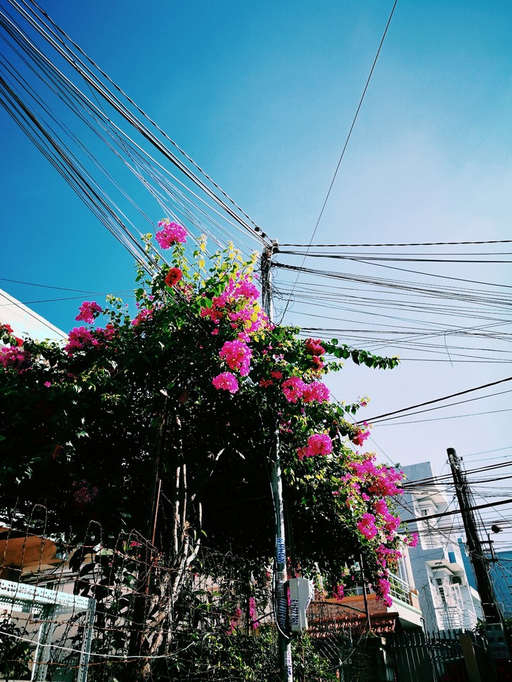 flower and sky