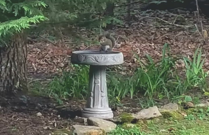 bird bath