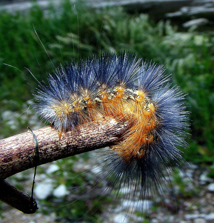 salt marsh caterpillar