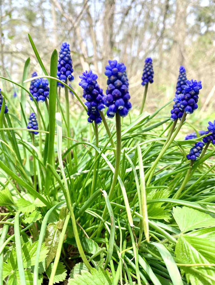 Meadow flowers