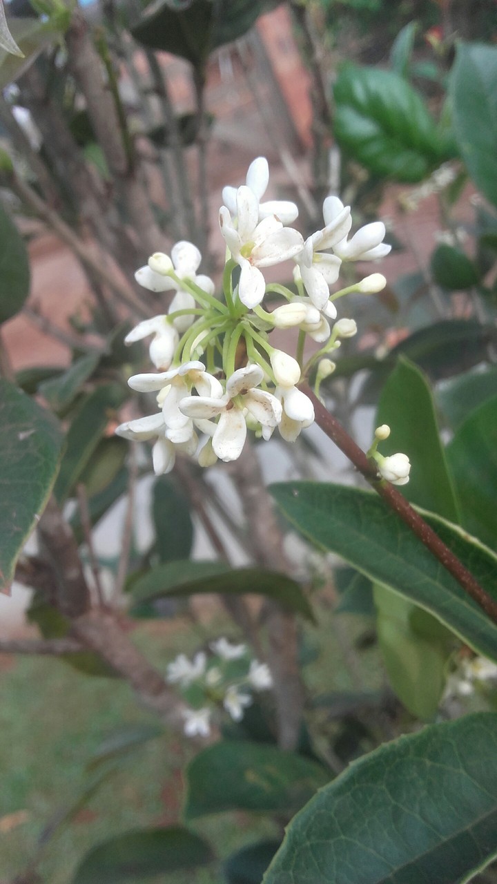 flor
