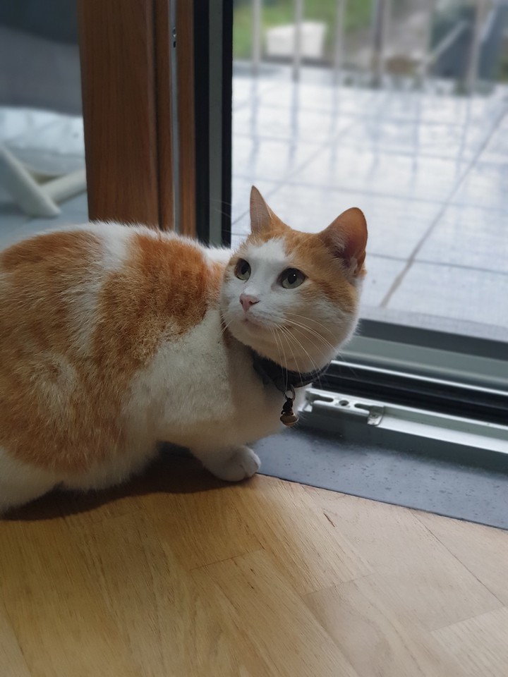 zampa