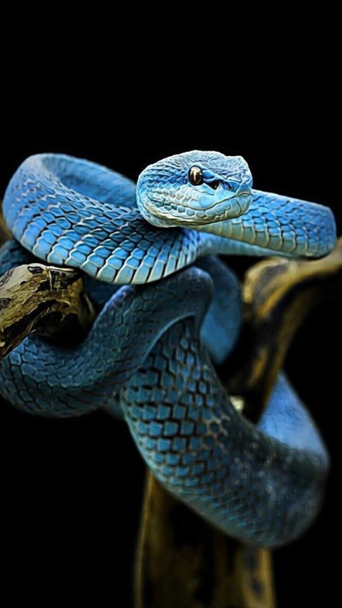 Blue Snake
