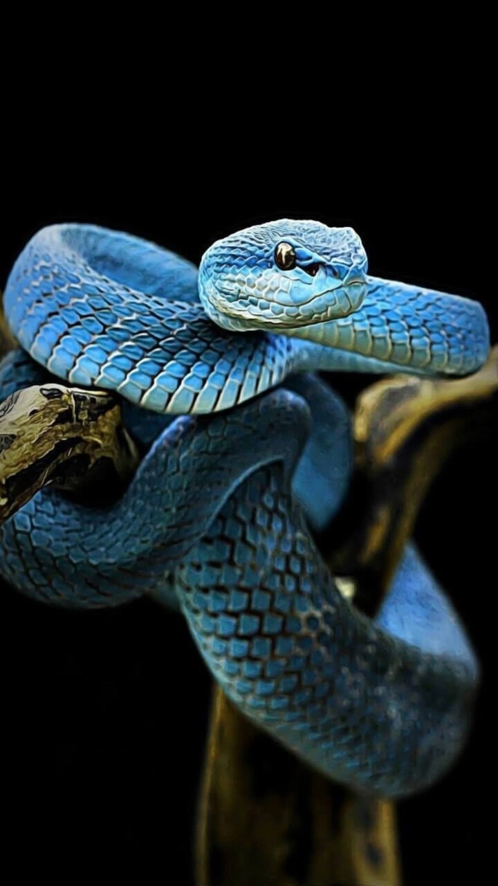 Blue Snake
