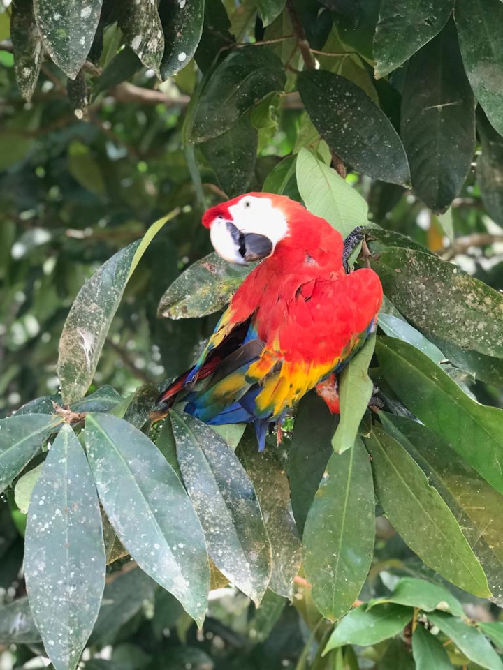 papagayos -amazonas Colombia
