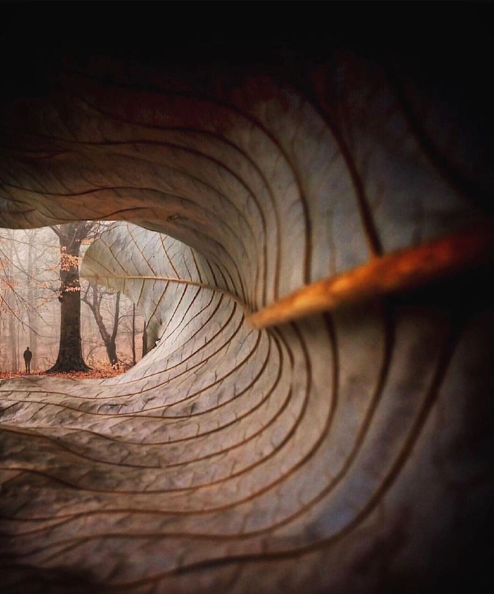 tree leaf