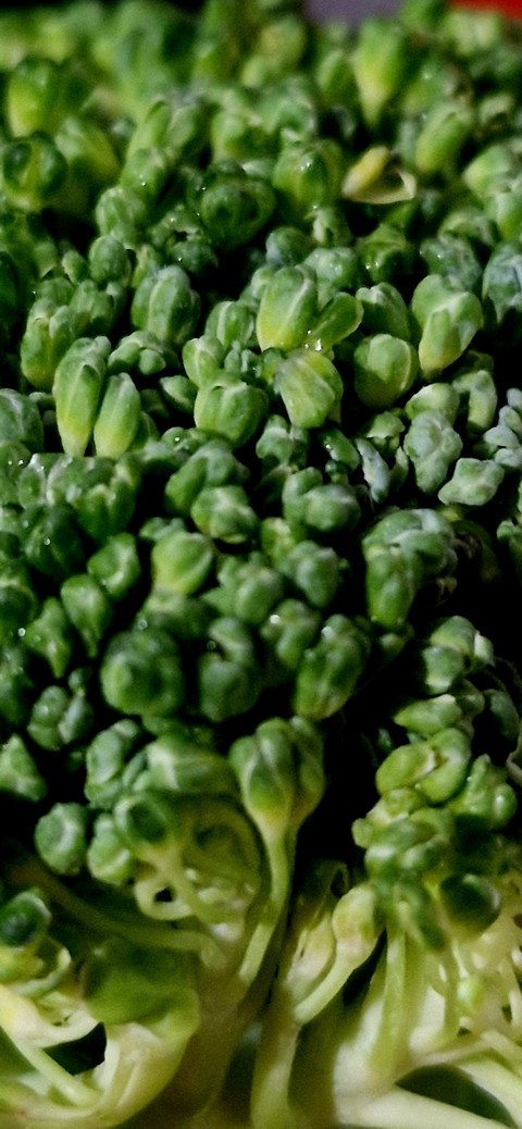 тапети plant, vegetable